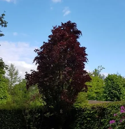 Op De Veluwe *