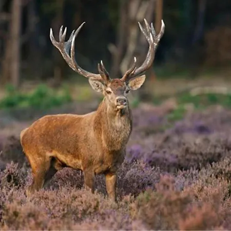 Op De Veluwe *